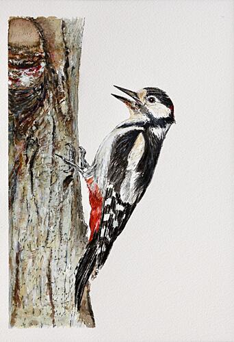 Spotted Woodpecker Perched Art Print
