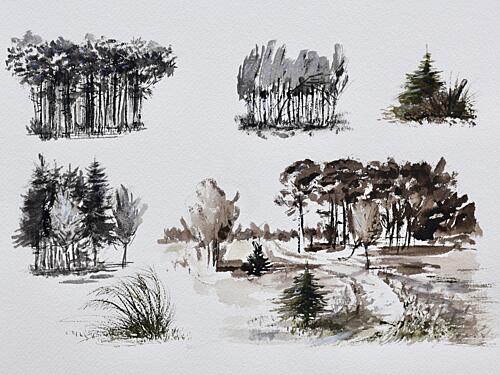 Forest Tree Studies Art Print