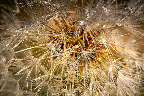 Dandelion with Shimmering Water Droplets Art Print by Harald Bader Photography