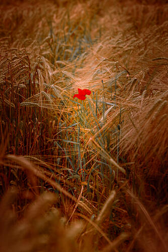 A Lone Poppy in an Autumnal Cornfield Gold Print