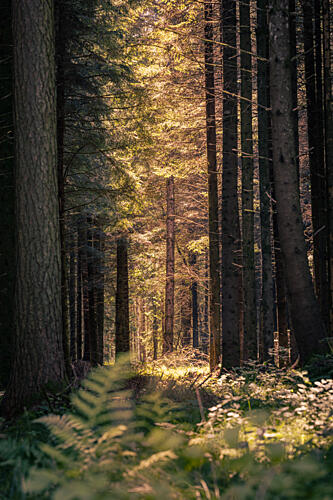 Sunbeams in the Forest Gold Print