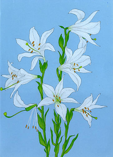 Elegant White Lilies Art Print