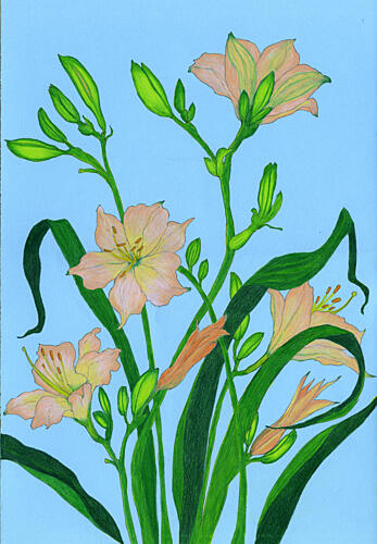 Soft Peach Blooms Art Print