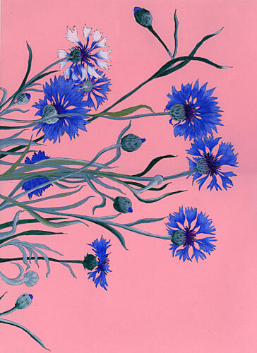 Blue Cornflowers on Pink Art Print