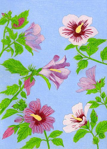 Blooming Hibiscus Flowers Art Print