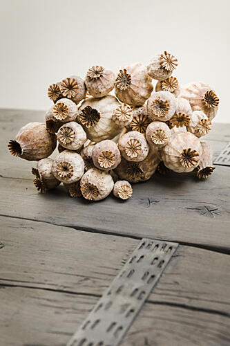 Rustic Poppy Pods Pop art reproduction