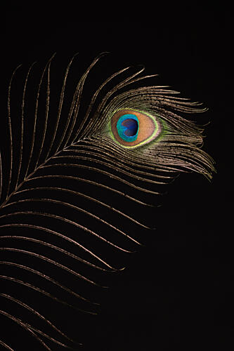 Iridescent Peacock Eye Art Print