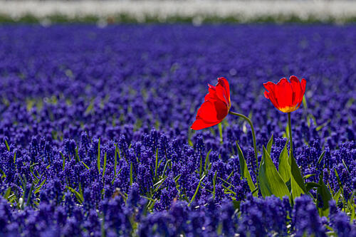 Red Tulips Blue Field Art Print