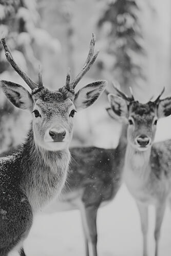 Winter Deer Trio Art Print