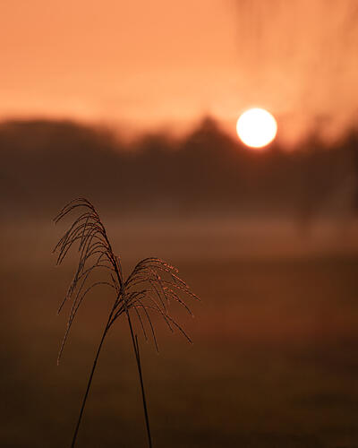 Sunrise Grass Glow Art Print