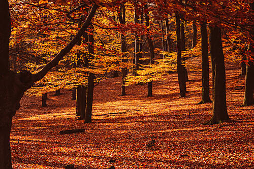 Golden Autumn Forest Art Print