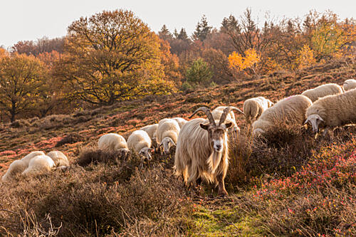 Autumn Goat and Sheep Art Print
