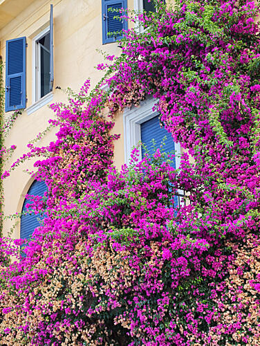 Vibrant Bougainvillea Facade Art Print