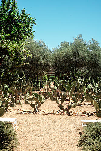 Tranquil Cactus Garden Path Art Print