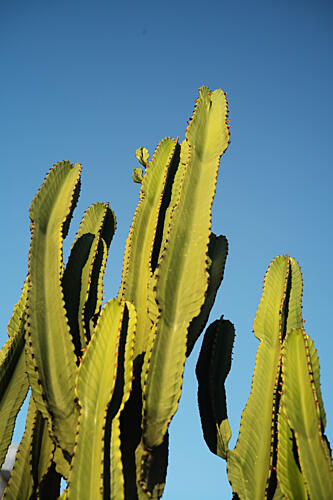 Tall Cactus Blue Sky Art Print
