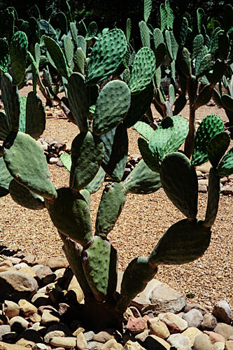 Prickly Pear Garden Art Print