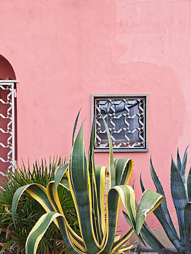 Pink Wall Agave Art Print
