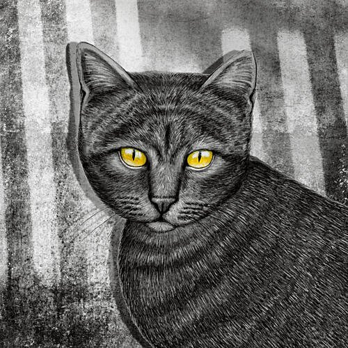 Mysterious Black Cat Gaze Art Print