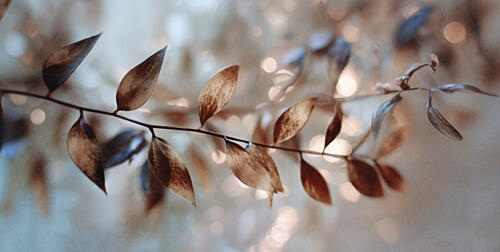 Delicate Bokeh Leaves Art Print