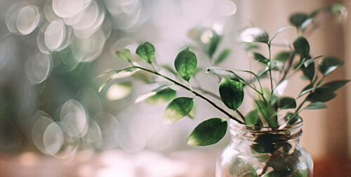 Serene Green Bokeh Art Print