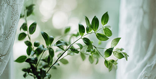 Fresh Green Window Light Art Print