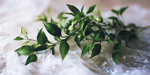 Delicate Greenery Art Print