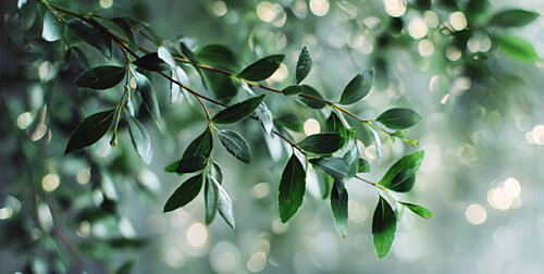 Green Leaves Bokeh Art Print