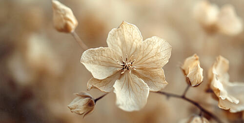 Delicate Faded Bloom Art Print