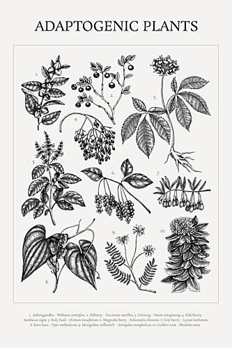 Vintage Adaptogenic Plants Art Print