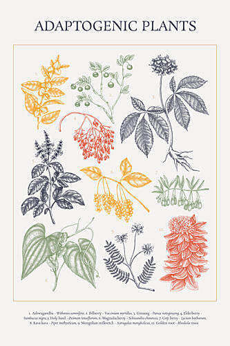 Adaptogenic Plant Collection Art Print by Yevheniia Lytvynovych