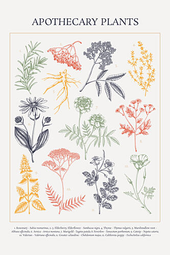 Apothecary Botanical Drawings Art Print by Yevheniia Lytvynovych