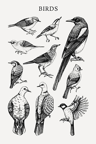 Vintage Bird Studies Art Print