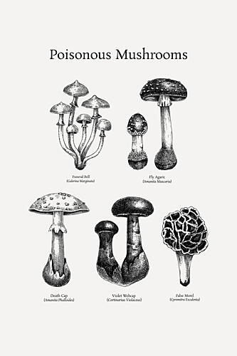 Poisonous Mushroom Species Art Print