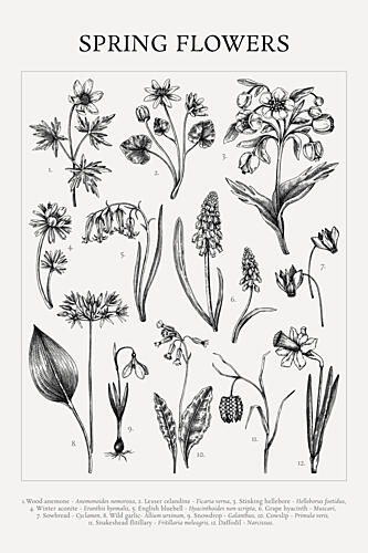 Classic Spring Flowers Art Print by Yevheniia Lytvynovych