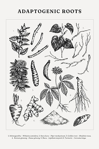 Adaptogenic Roots Study Art Print by Yevheniia Lytvynovych