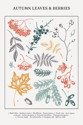 Autumn Leaves and Berries Art Print by Yevheniia Lytvynovych