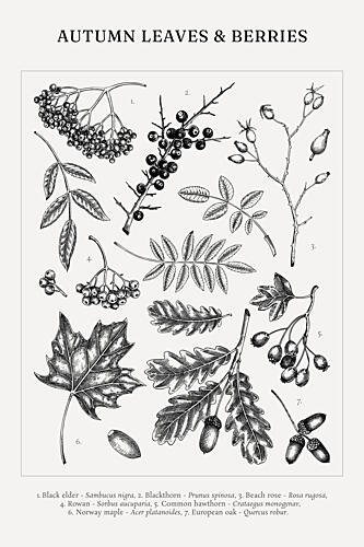 Autumn Leaves and Berries Botanical Illustration Chart Art Print by Yevheniia Lytvynovych