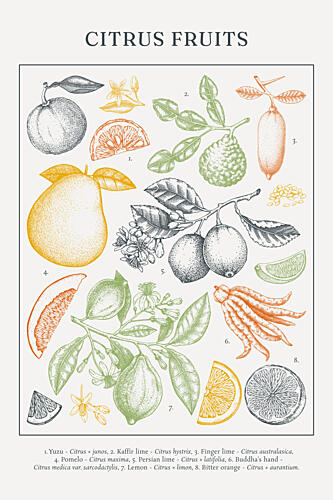 Botanical Citrus Fruits Art Print by Yevheniia Lytvynovych