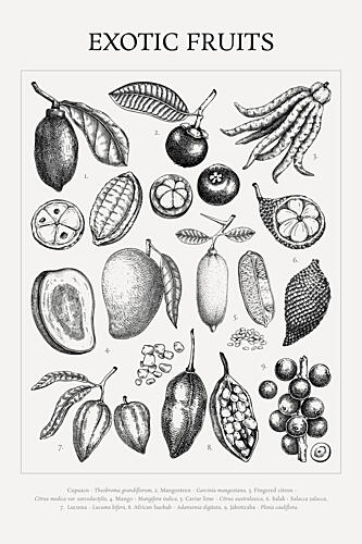 Botanical Exotic Fruits Art Print by Yevheniia Lytvynovych