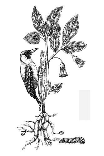 Woodpecker Botanical Study Art Print