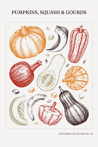 Pumpkins, Squash and Gourds Botanical Illustration Chart Art Print