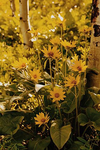 Sunny Aspen Flowers Art Print