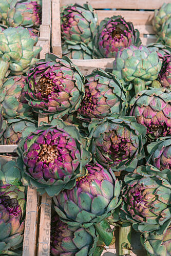 Purple and Green Artichokes Art Print by HelloHappylife