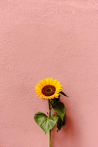 Pink Wall Sunflower Art Print by HelloHappylife