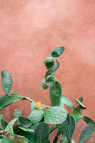 Prickly Pear Terracotta Wall Art Print by HelloHappylife