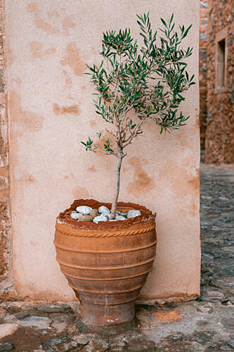 Rustic Potted Olive Tree Art Print by HelloHappylife