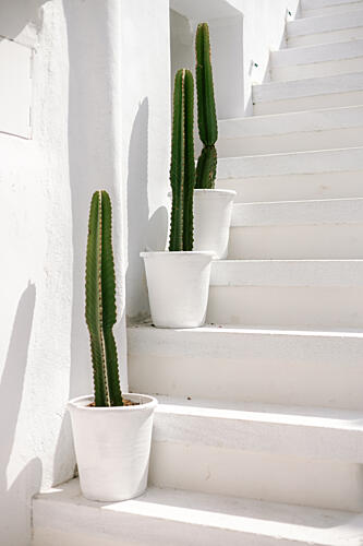 Sunlit Cactus Stairs Art Print by HelloHappylife