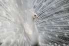 As White As Snow Art Print by Victoria Ivanova
