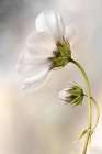 Cosmos Art Print