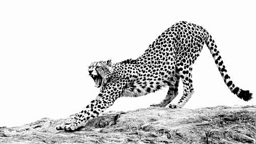 Powerful Cheetah Stretch Art Print by Heinrich Carstens